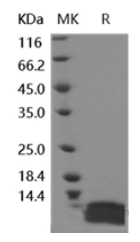 Recombinant Human IL-8/CXCL8 Protein