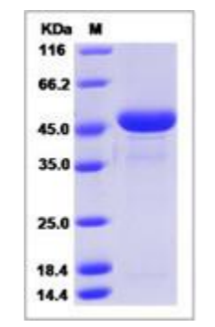 Recombinant Human Tumor necrosis factor alpha(TNFα) Protein