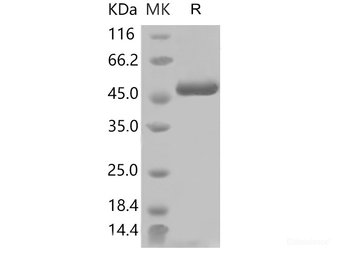 Recombinant SARS-COV-2 Nucleocapsid Protein (His Tag)