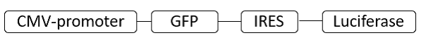 Pseudovirus-SARS-COV-2 (D614G)