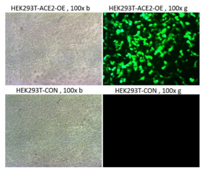 Pseudovirus-SARS-COV-2 (D614G)