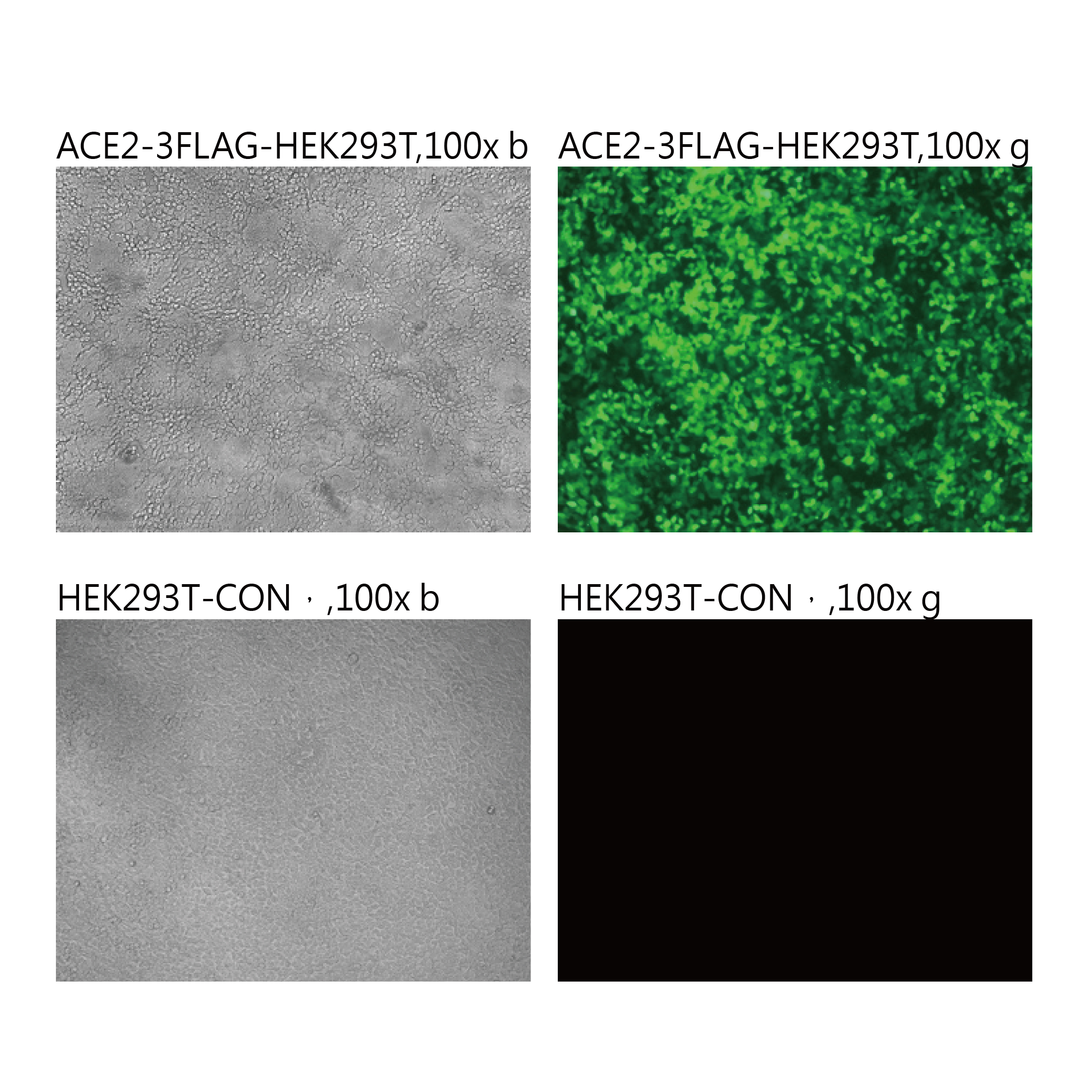 Pseudovirus-SARS-COV-2 (N501Y)