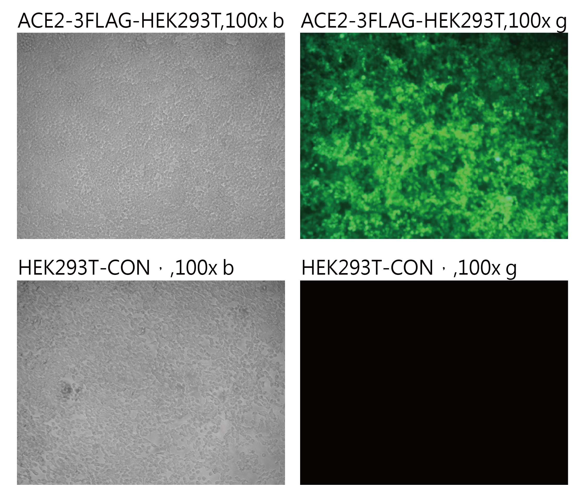 Pseudovirus-SARS-COV-2 (A570D)