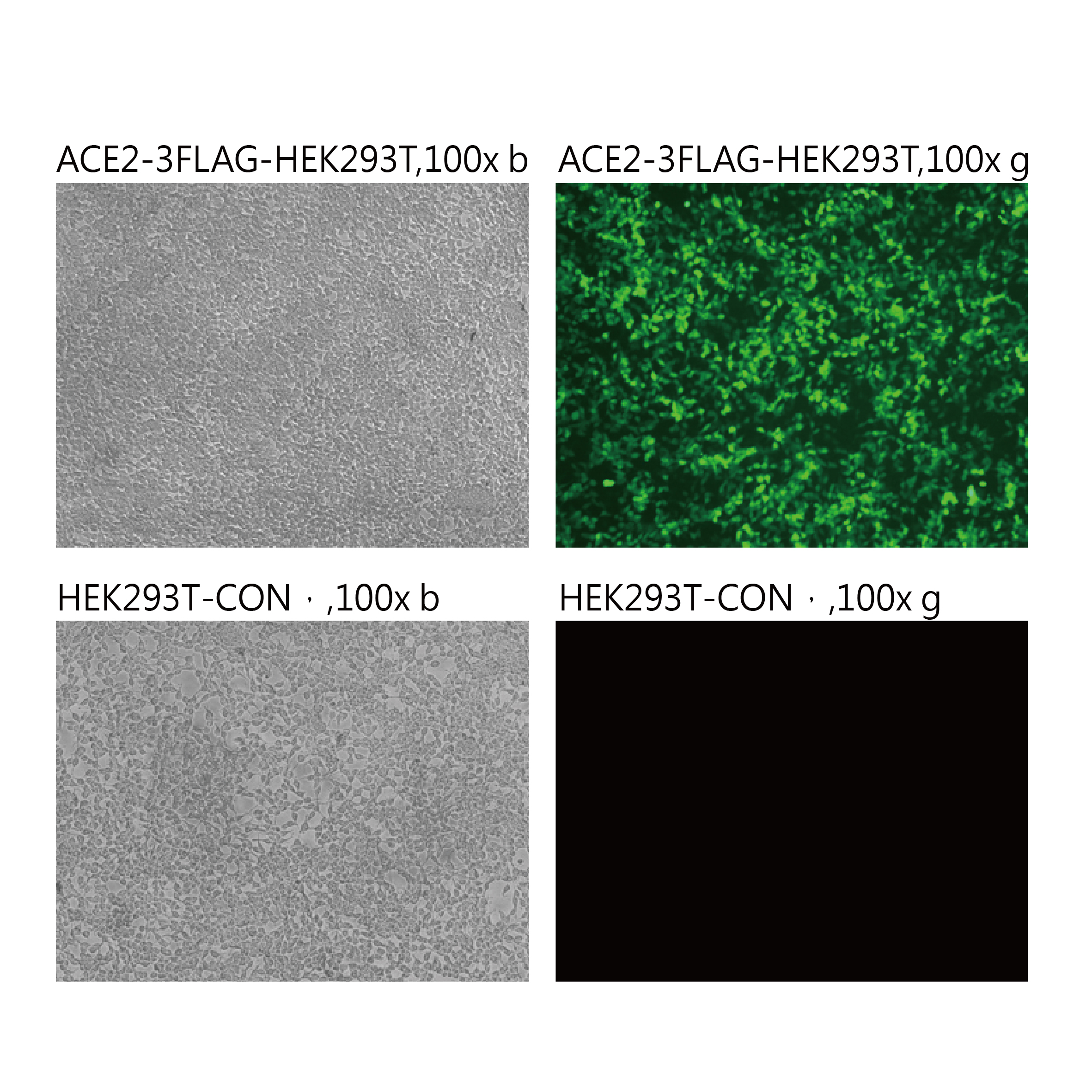 Pseudovirus-SARS-COV-2 (P681H)