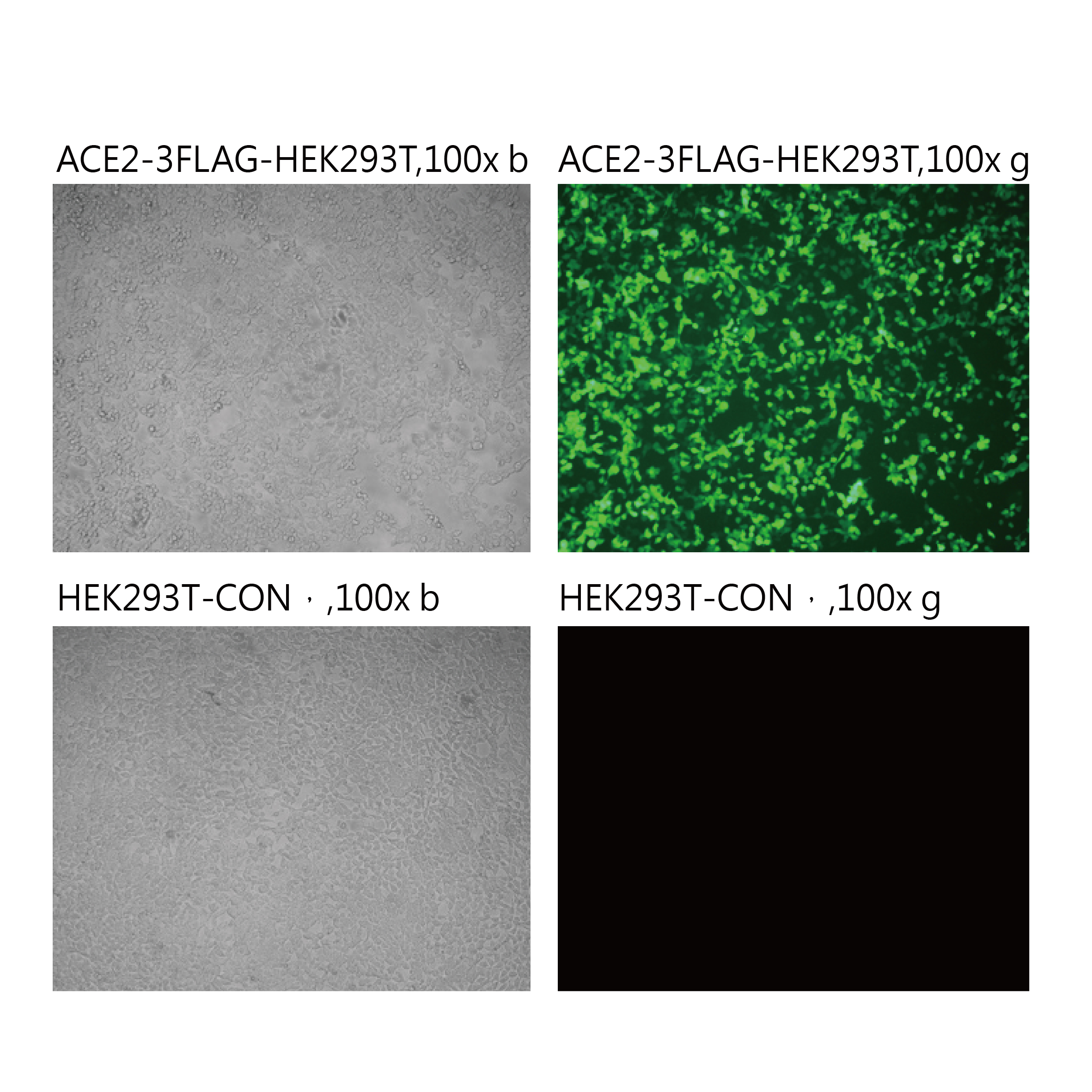 Pseudovirus-SARS-COV-2 (K417N)