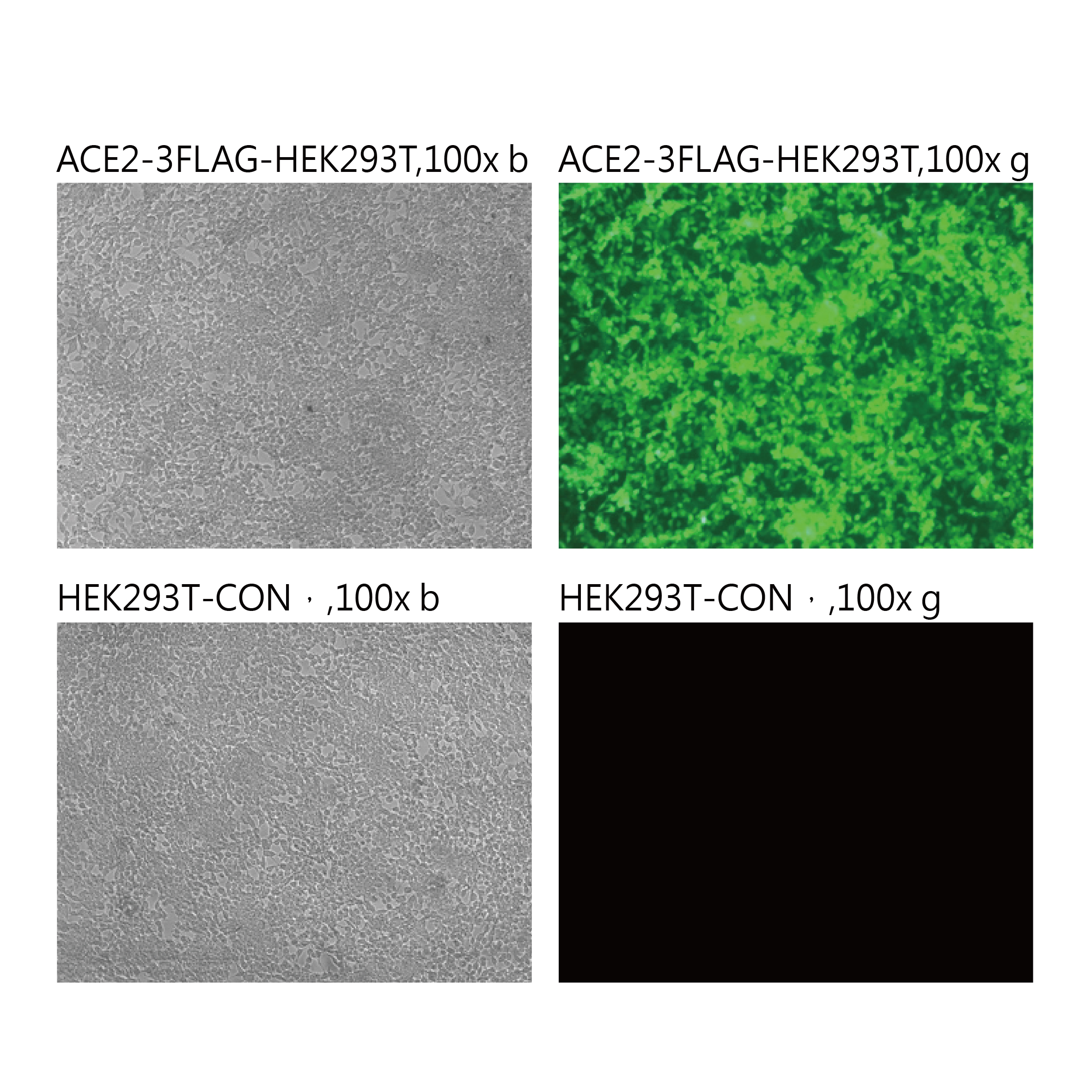 Pseudovirus-SARS-COV-2 (T1027I)