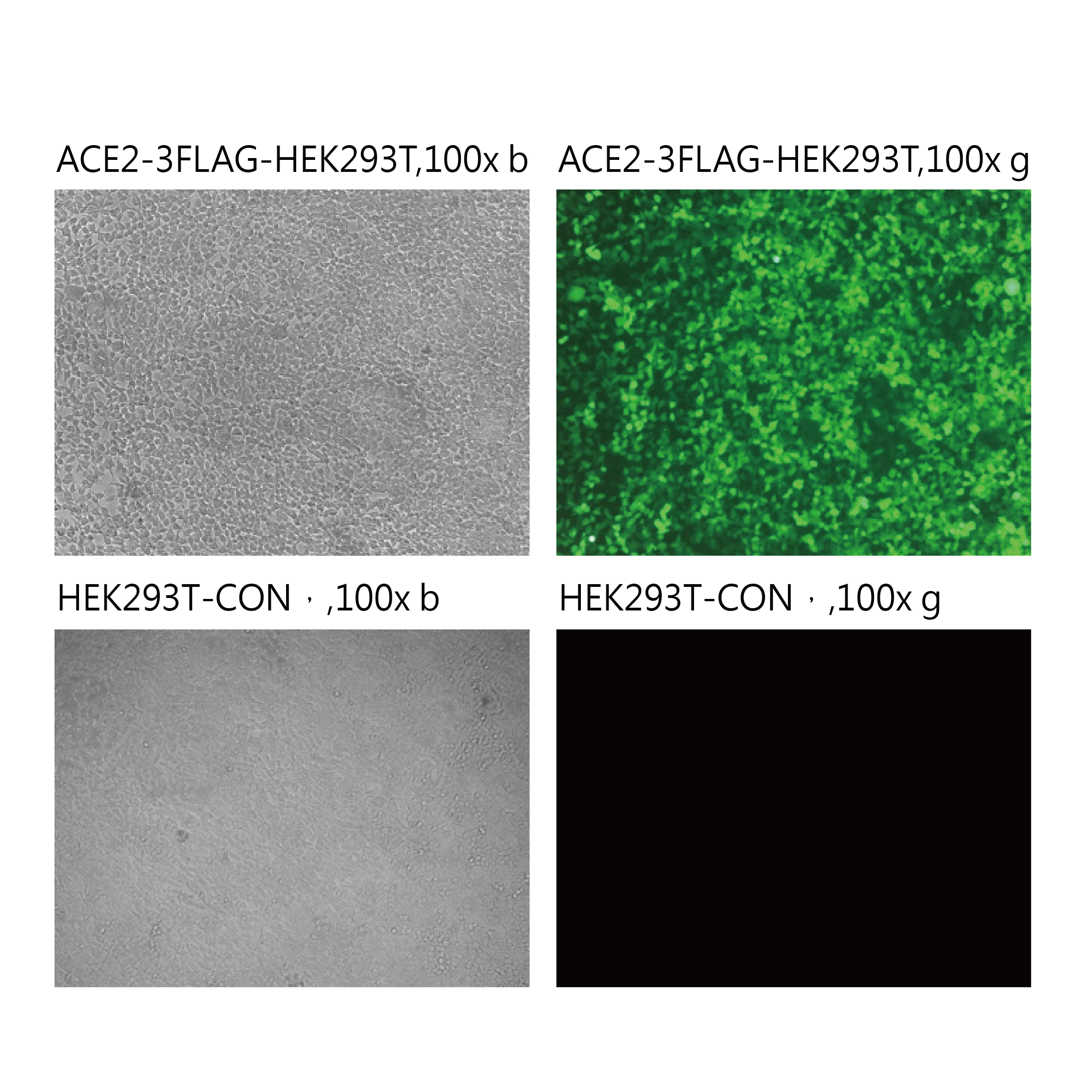 Pseudovirus-SARS-COV-2(P681R)