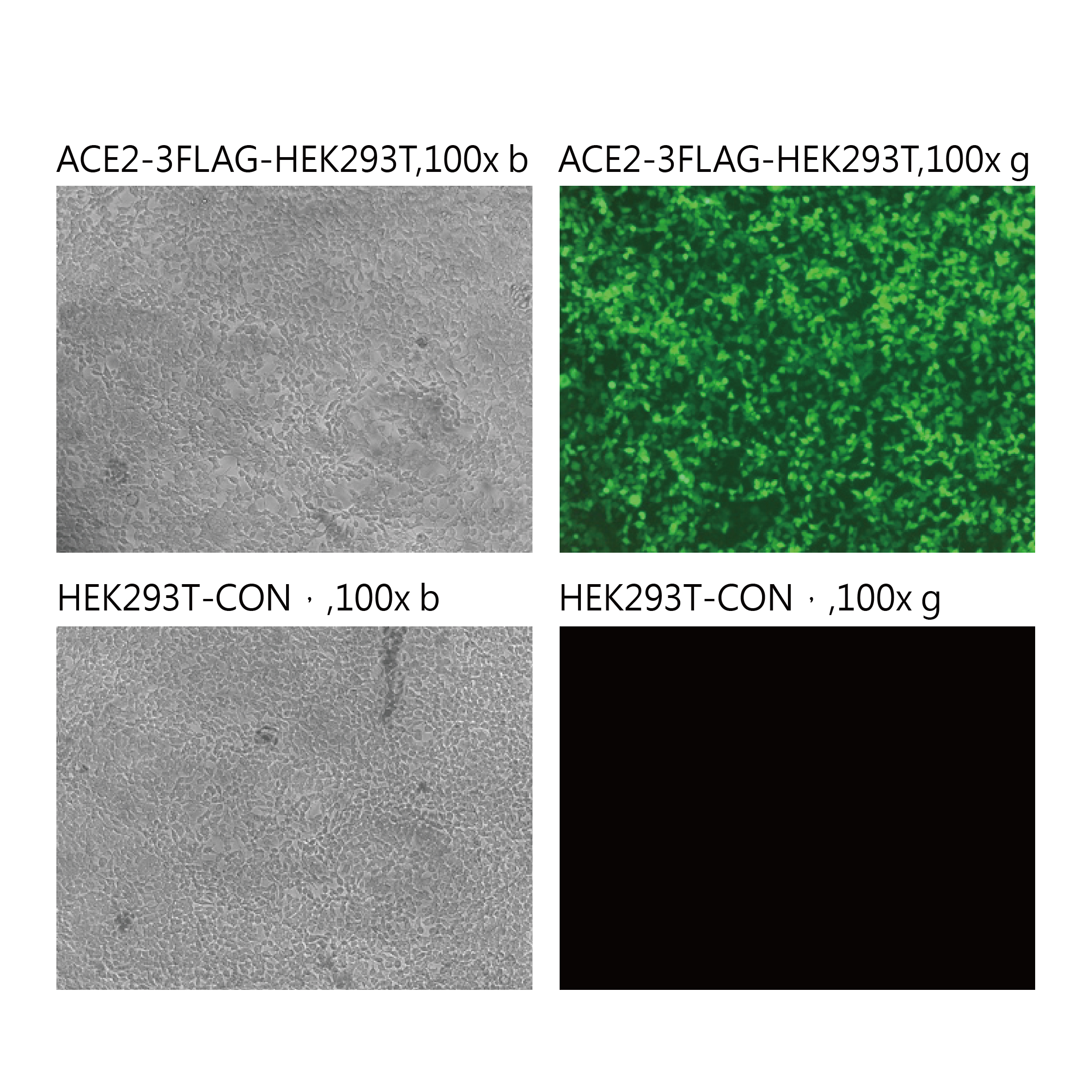 Pseudovirus-SARS-COV-2 (Q1071H)