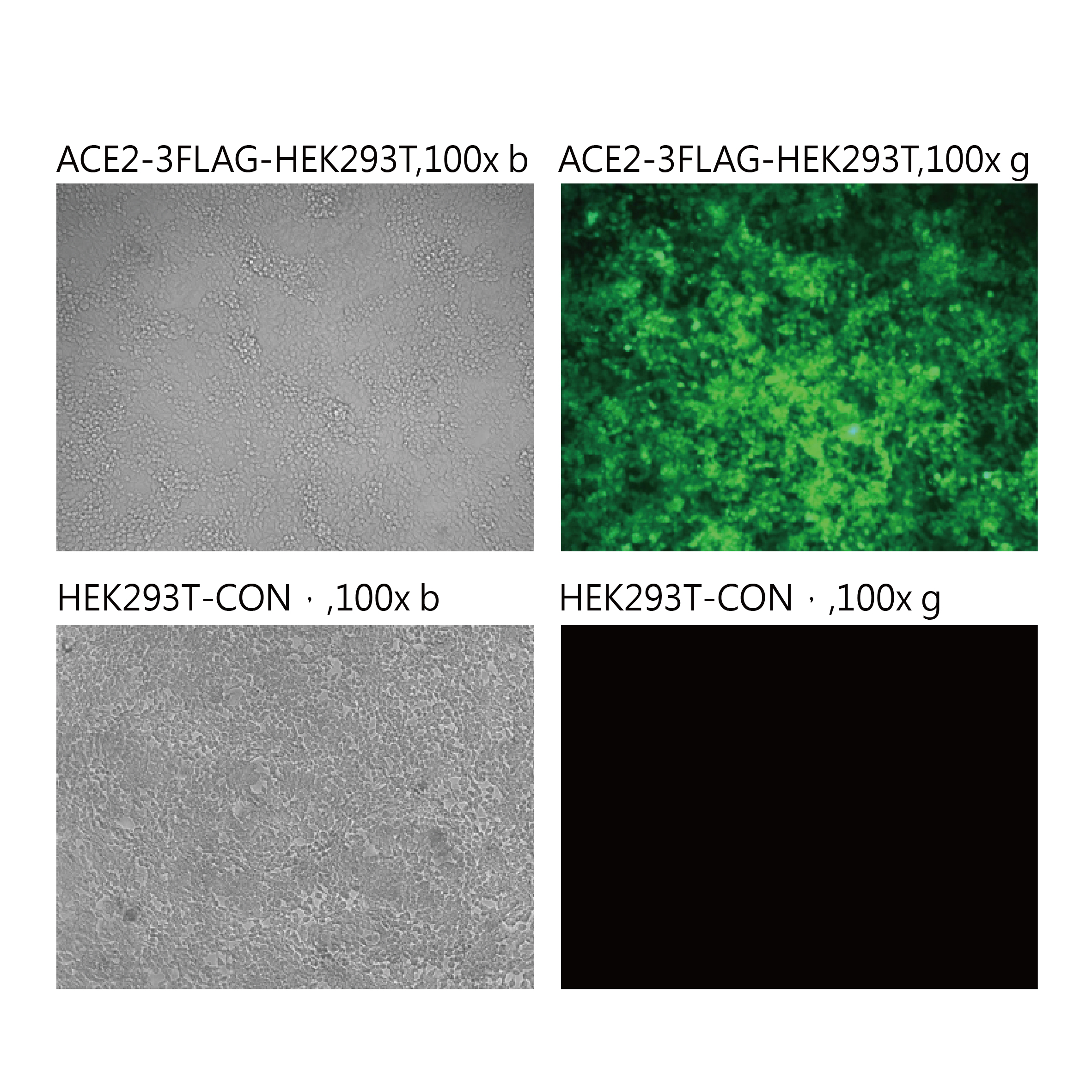 pseudovirus-SARS-COV-2 (L452R-E484Q-P681R)