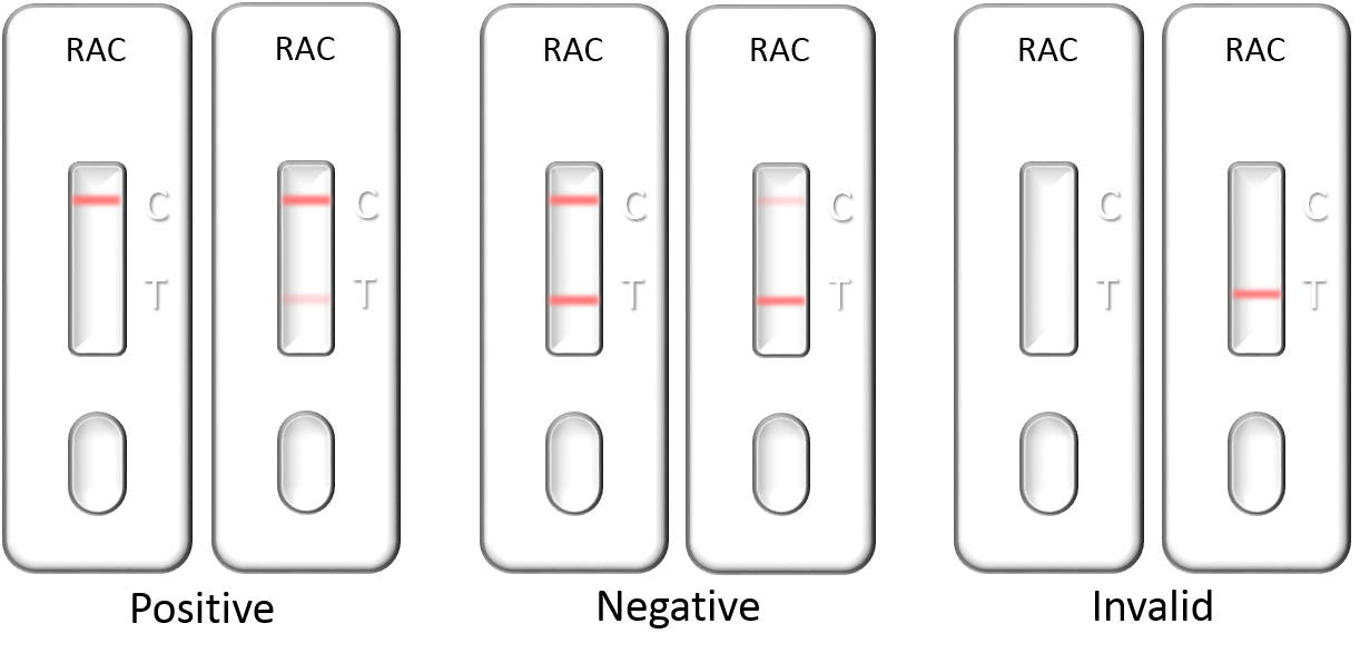 RAC(Ractopamine) Lateral Flow Rapid Test Kit (Tissue, Muscle)