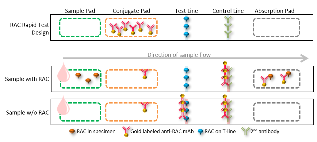 RAC(Ractopamine) Lateral Flow Rapid Test Kit (Urine, Tissue)