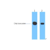 Myc-tag (7D9) Mouse mAb