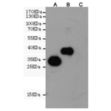 Flag-tag (7E1) Mouse mAb