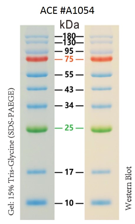 AceColor™ Prestained Protein Marker (10-180 kDa)