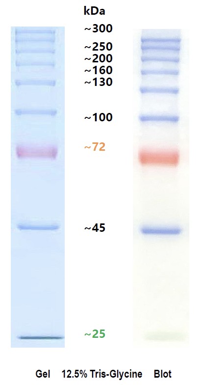 AceColor™ prestained Protein marker (25-300 kDa)