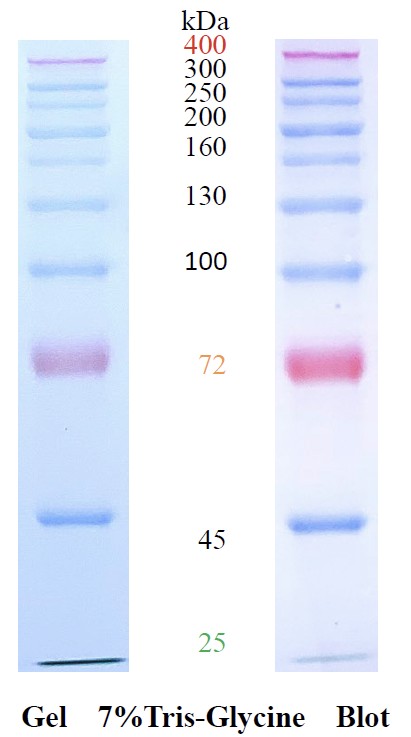 AceColor™ prestained Protein marker (25-400 kDa)