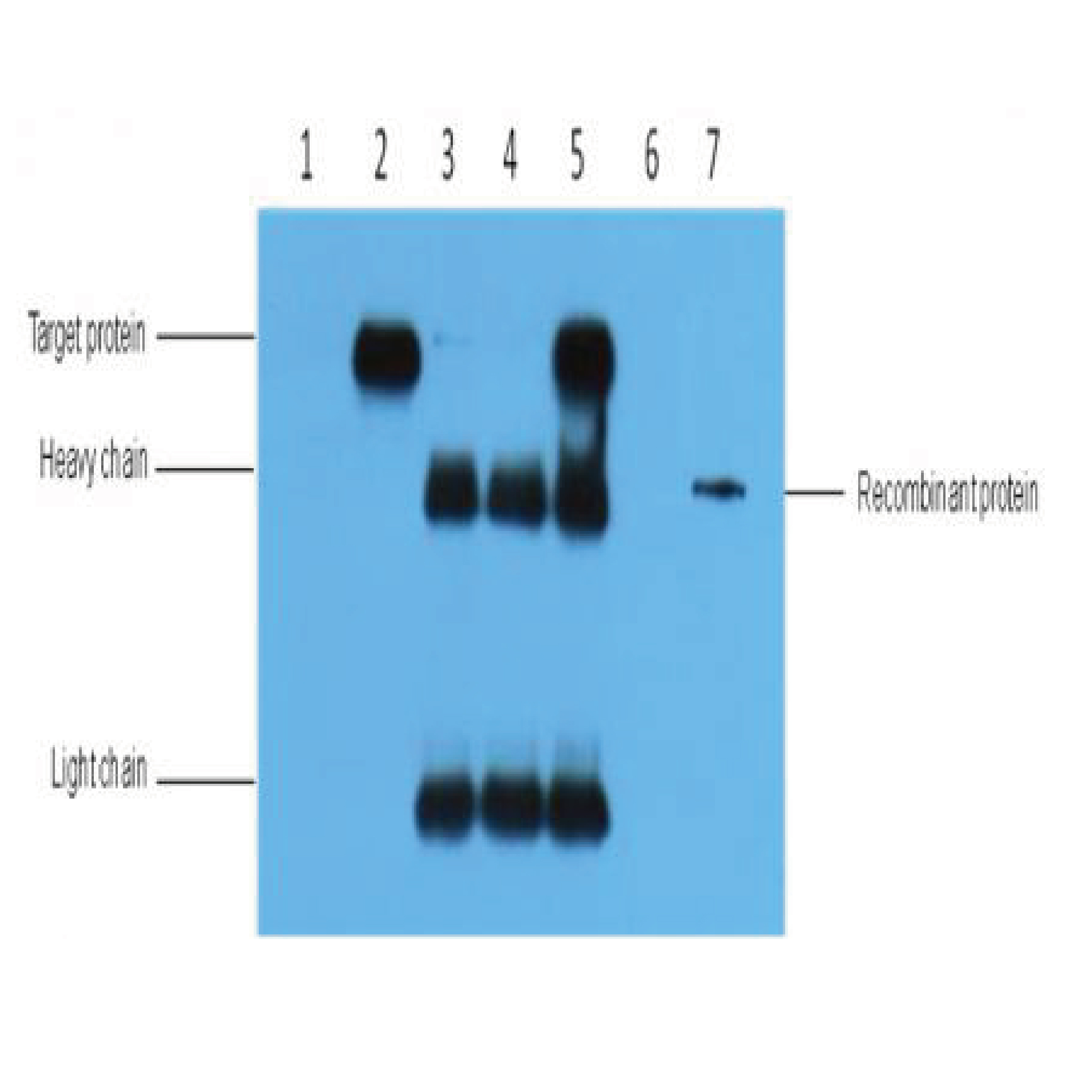 HA-Tag Monoclonal Antibody(1B10)