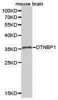 DTNBP1 Polyclonal Antibody
