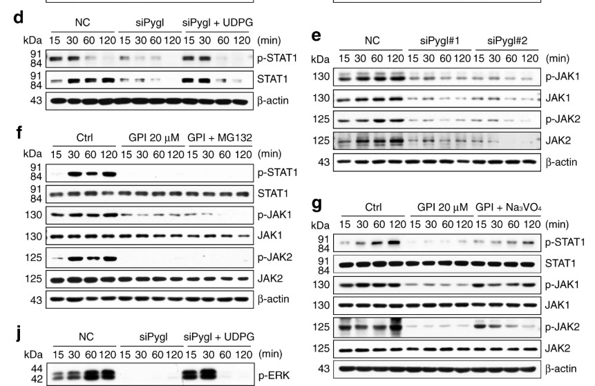 JAK1 (phospho Tyr1034) Polyclonal Antibody