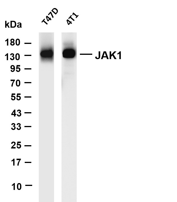 JAK1 (PT0658R) PT® Rabbit mAb