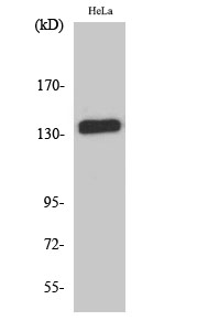 E-cadherin Polyclonal Antibody