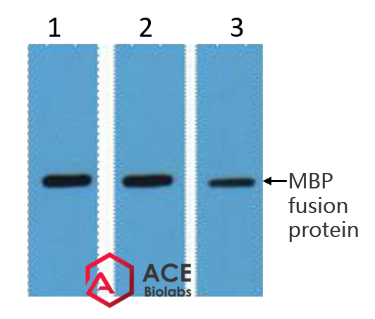 MBP-Tag Monoclonal Antibody(7G2)