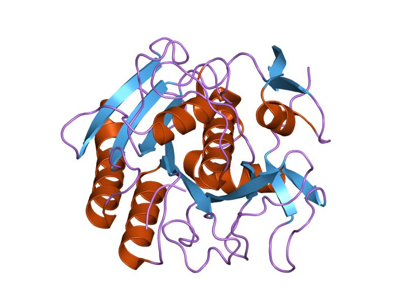 Proteinase K, Recombinant, PCR Grade