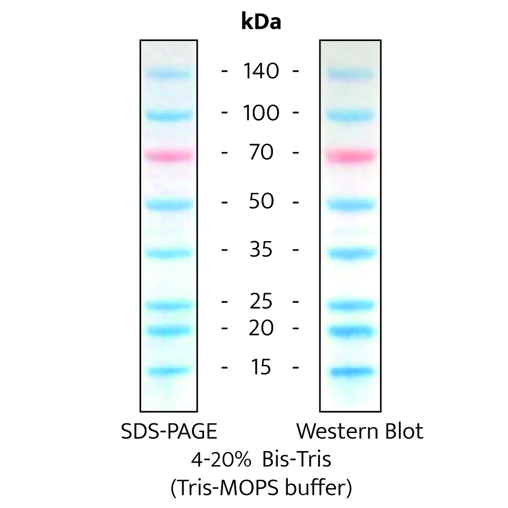 AceColor™ DualColor Prestained Protein Marker (15-140 kDa)