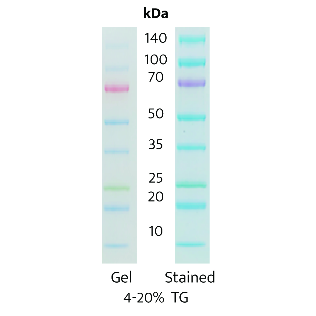 AceColor™ TriColor Prestained Protein Marker (10-140 kDa)