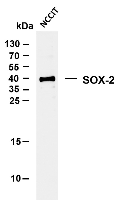 SOX-2 (PTR1367) Mouse mAb