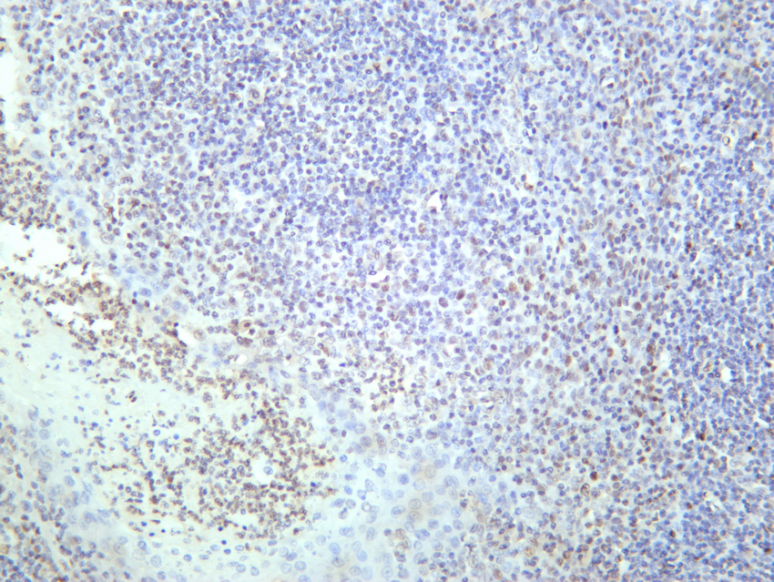 STAT3 (Phospho Tyr705) (PT0742R) PT® Rabbit mAb