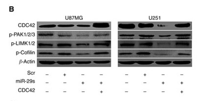 Cofilin (Phospho Ser3) Rabbit pAb