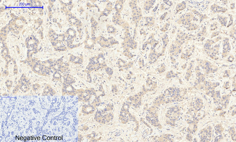 JAK2 (Phospho Tyr1007) Rabbit pAb