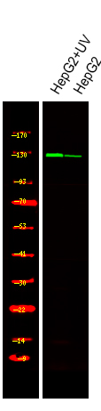 JAK3 (Phospho Tyr904) Rabbit pAb