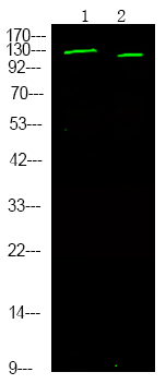 JAK3 (Phospho Tyr981) Rabbit pAb