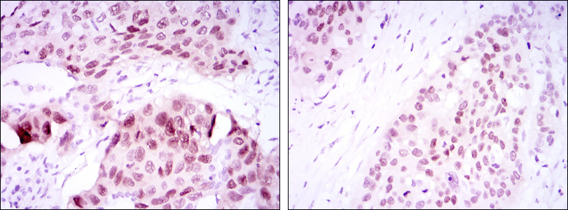 SOX-2 Mouse mAb