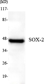 SOX-2 Mouse mAb