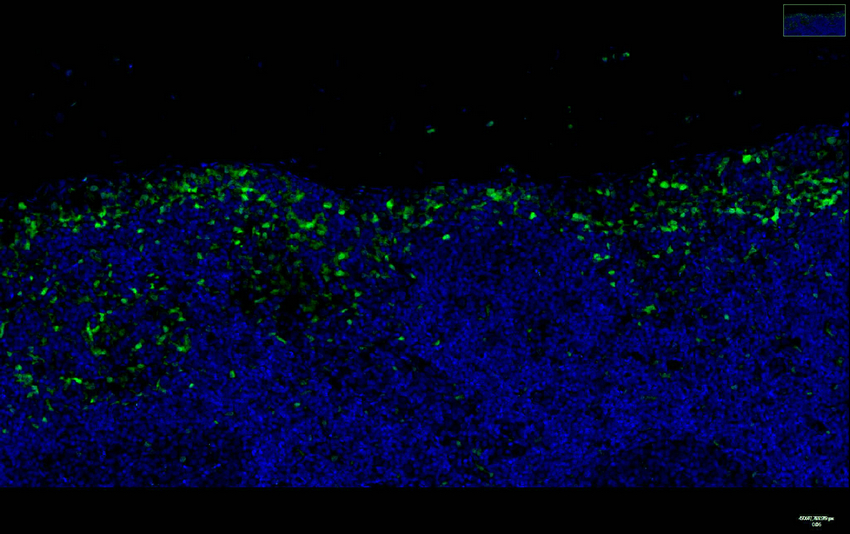 p38 (PT0436R) PT® Rabbit mAb