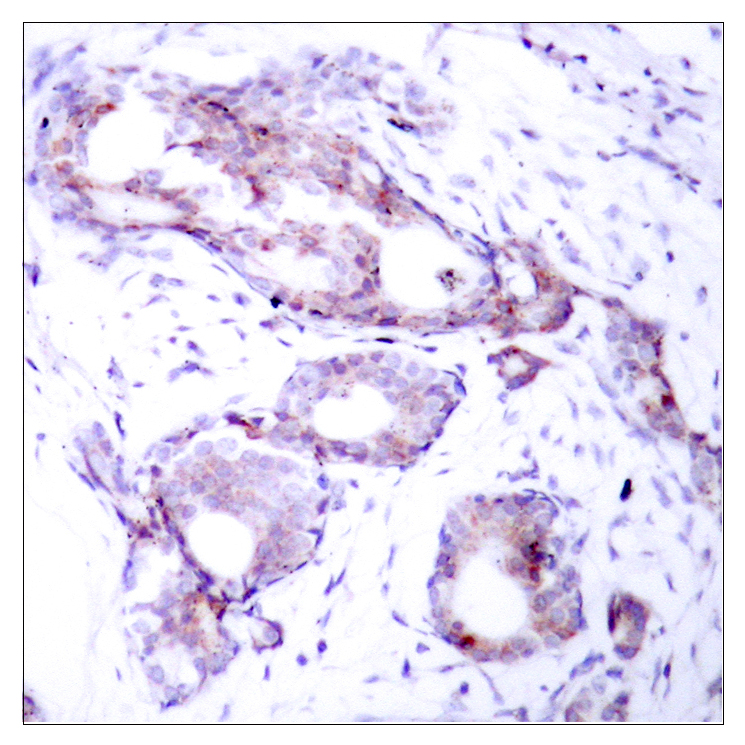 c-Myc (Phospho Ser373) Rabbit pAb