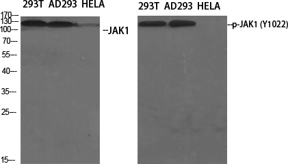JAK1 (phospho Tyr1034) Polyclonal Antibody