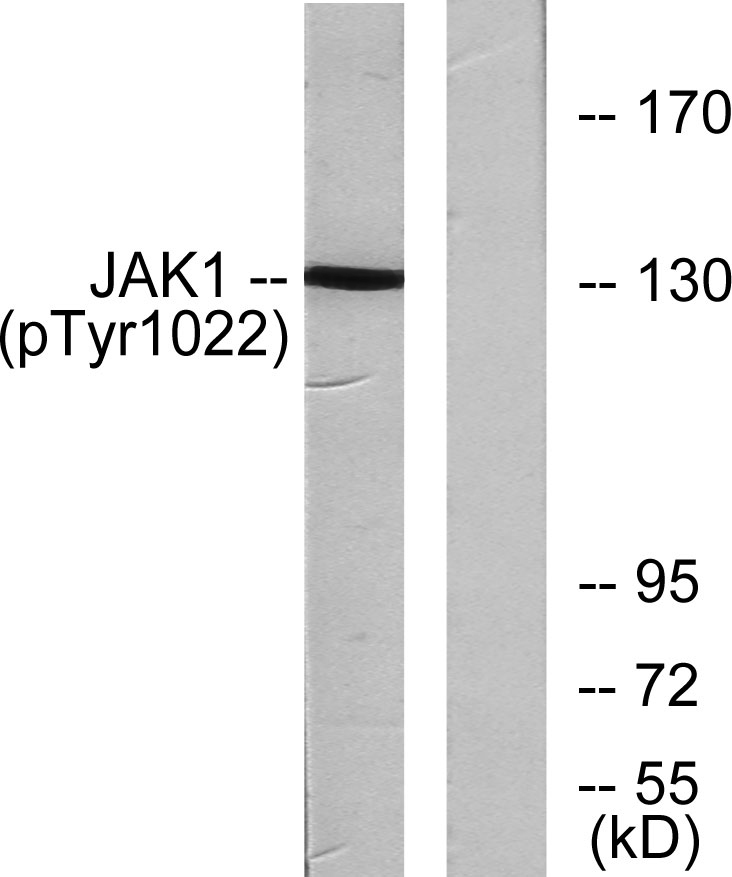 JAK1 (phospho Tyr1034) Polyclonal Antibody