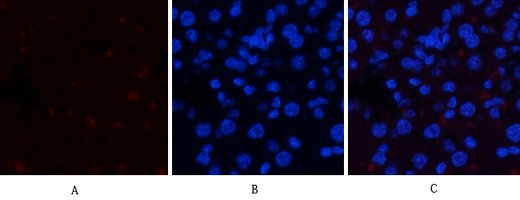 JAK1 (phospho Tyr1034) Polyclonal Antibody