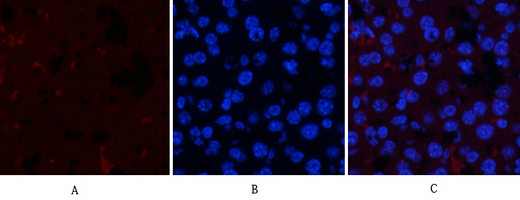 JAK1 (phospho Tyr1034) Polyclonal Antibody