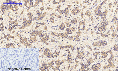 JAK1 (phospho Tyr1034) Polyclonal Antibody