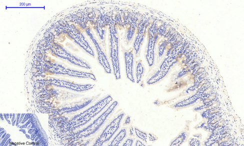 JAK2 (Phospho Tyr1007) Rabbit pAb