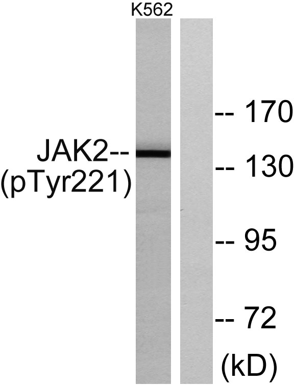 JAK2 (Phospho Tyr221) Rabbit pAb