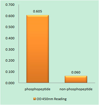 JAK3 (Phospho Tyr785) Rabbit pAb