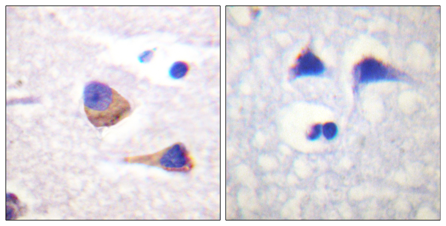 JAK3 (Phospho Tyr785) Rabbit pAb