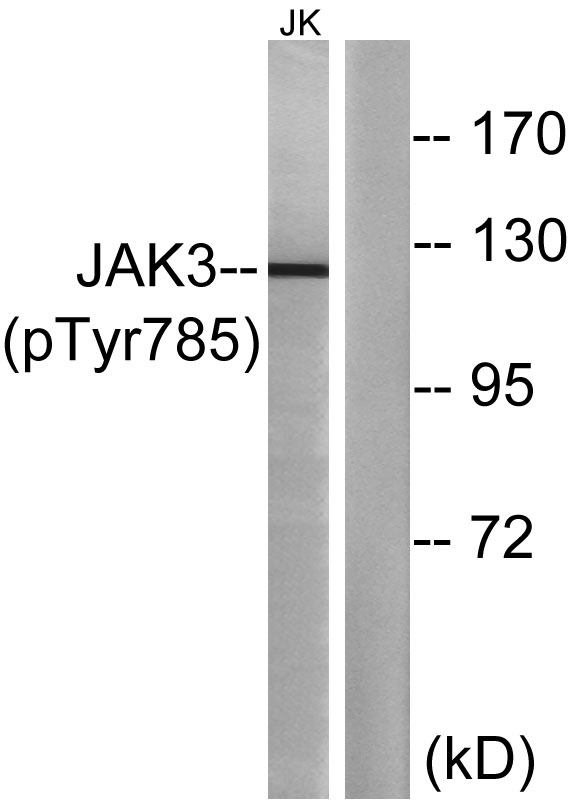 JAK3 (Phospho Tyr785) Rabbit pAb