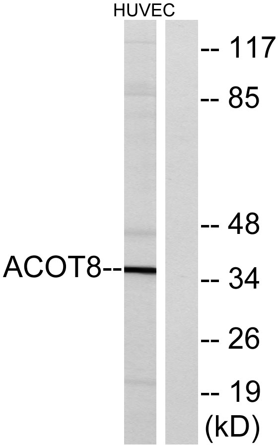 ACOT8 Rabbit pAb